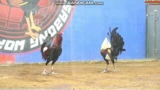 bulik vs talisay|bulik vs talisay..iba talaga ang sabong .